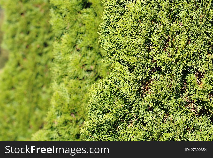 Green Hedge of Thuja Trees