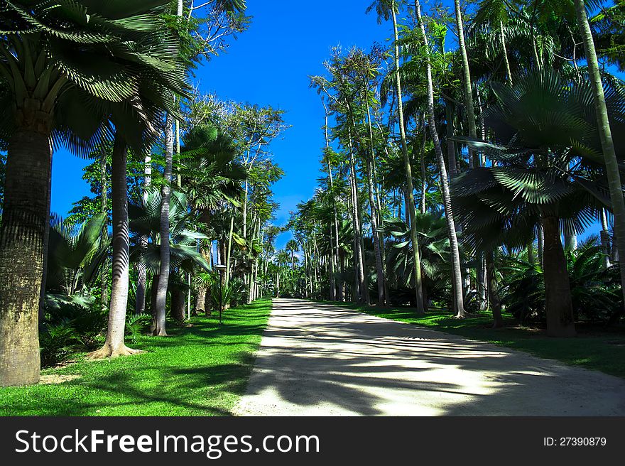 Caribbean Walk. The Beginning. Nong Nooch Garden. Thailand.