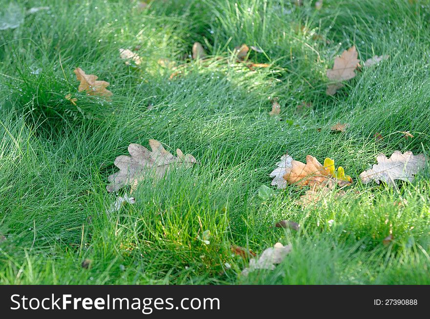 Wet Green Grass with Fallen Oak Leaves