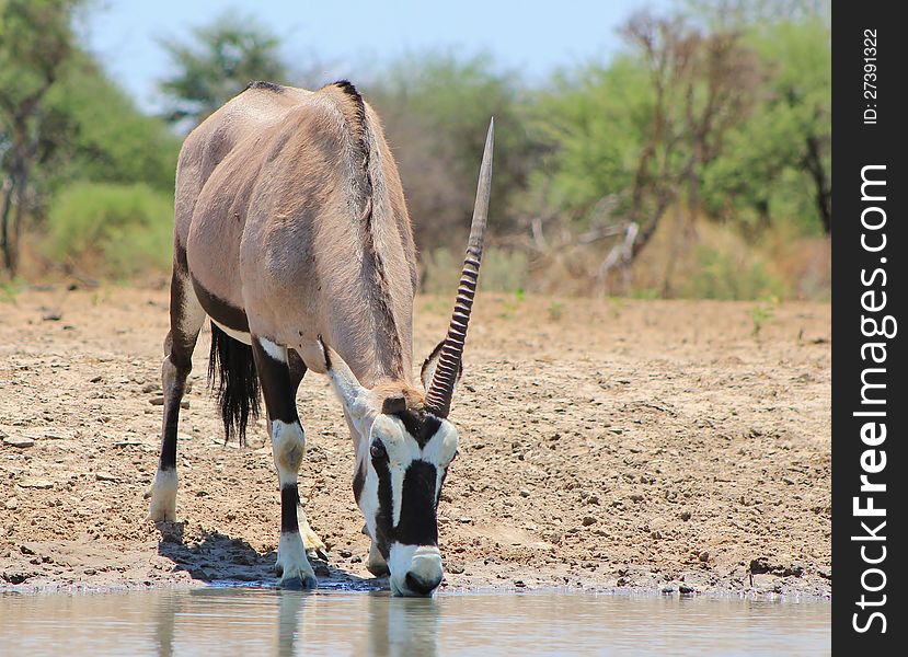 An Oryx bull, with only one horn, at a watering hole on a game ranch in Namibia, Africa. An Oryx bull, with only one horn, at a watering hole on a game ranch in Namibia, Africa