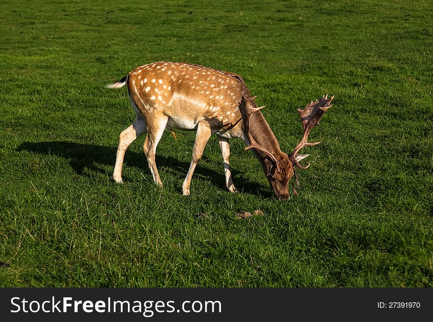 A fallow deer buck in Pisz Forest (Johannisburger Heide) in Mazury.