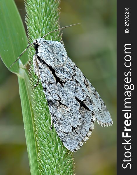 The large dagger (Acronicta cuspis) is a moth of the family Noctuidae.