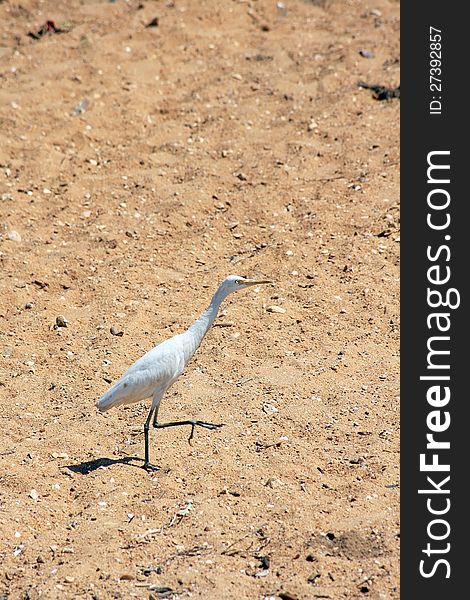 A white common heron runs in the sandy beach from sri lanka