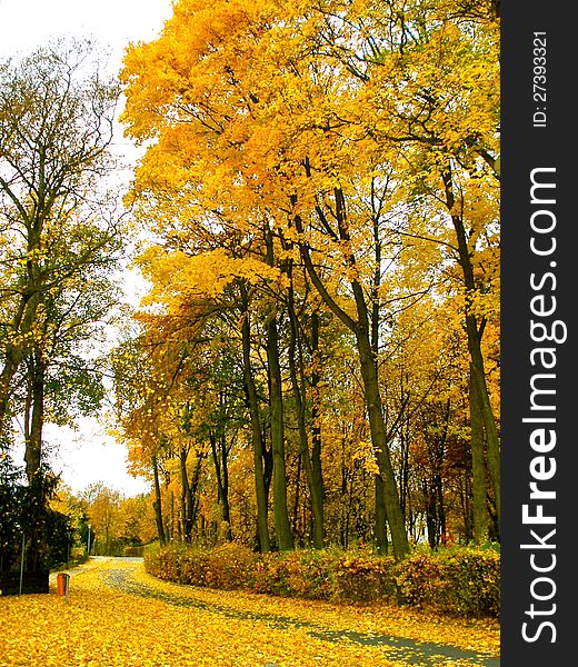 Colorful autumn trees line a walking path. Colorful autumn trees line a walking path.