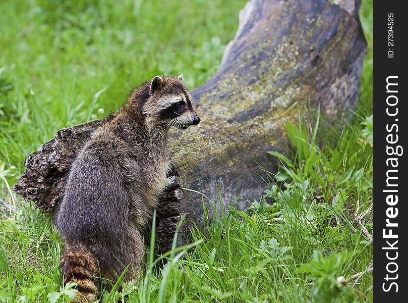 The raccoon is jumping up on the log. The raccoon is jumping up on the log.