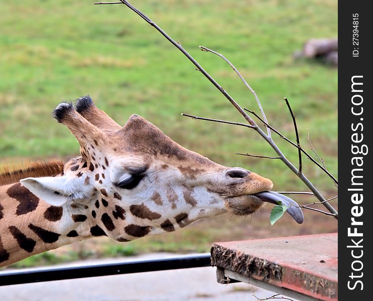Giraffe with tongue outside trying to eat a leaf