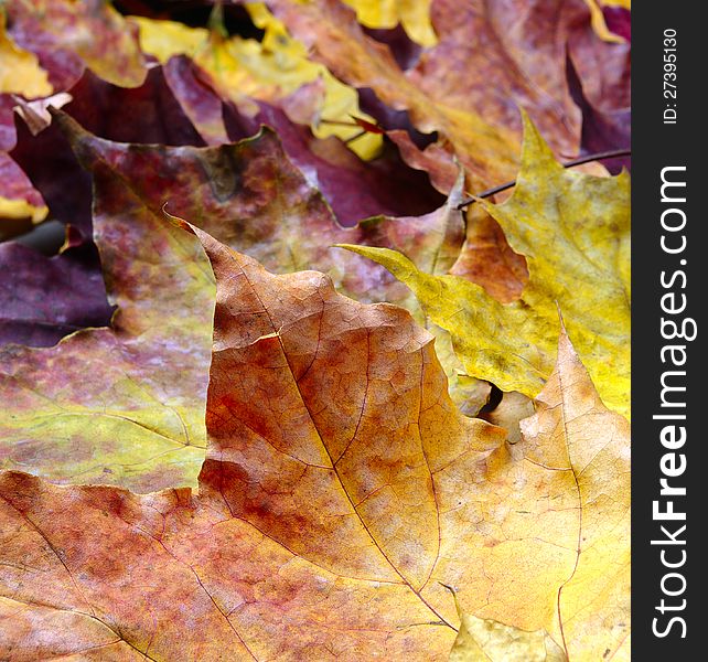Background with autumn maple leaves. Background with autumn maple leaves