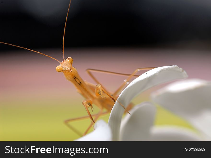 Praying mantis on white flower.