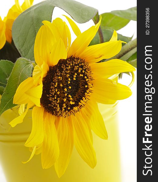 Perfect Sunflower with Leafs in Yellow Bucket closeup on white background. Perfect Sunflower with Leafs in Yellow Bucket closeup on white background