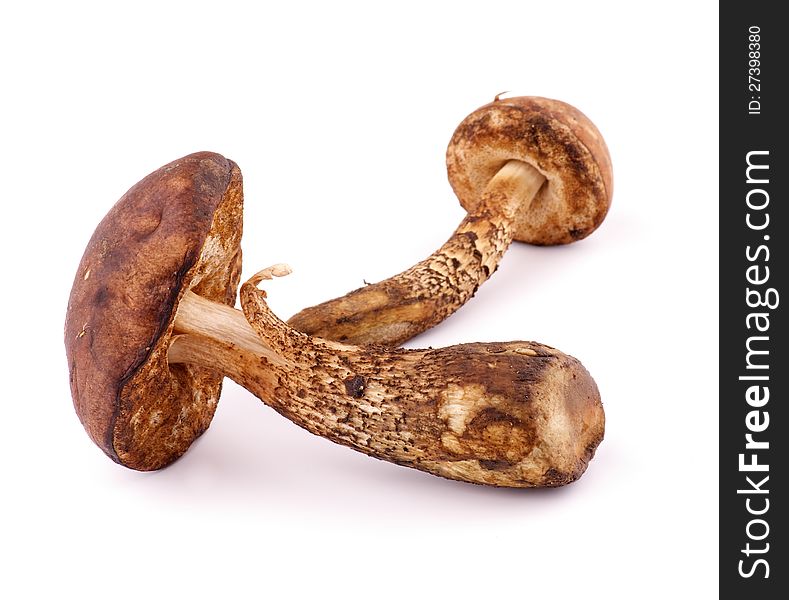 Two Raw Mushrooms Brown Cap Boletus  on white background. Two Raw Mushrooms Brown Cap Boletus  on white background