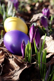 Easter Is Coming Soon. Purple Crocus Buds And Easter Egg. Stock Image