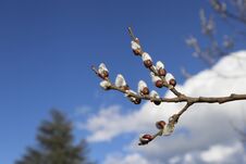Free Willow Branch On The Background Of Sky, Clouds And Christmas Tree.A Willow Branch Is One Of The Symbols Of Easter. Stock Images - 273945794