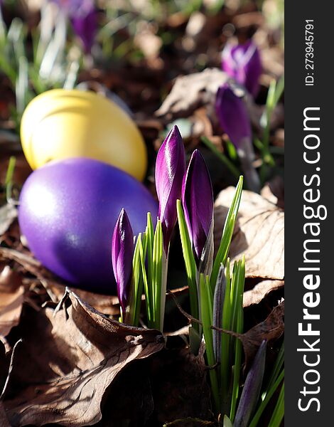 Easter is coming soon. Purple crocus buds and Easter egg.