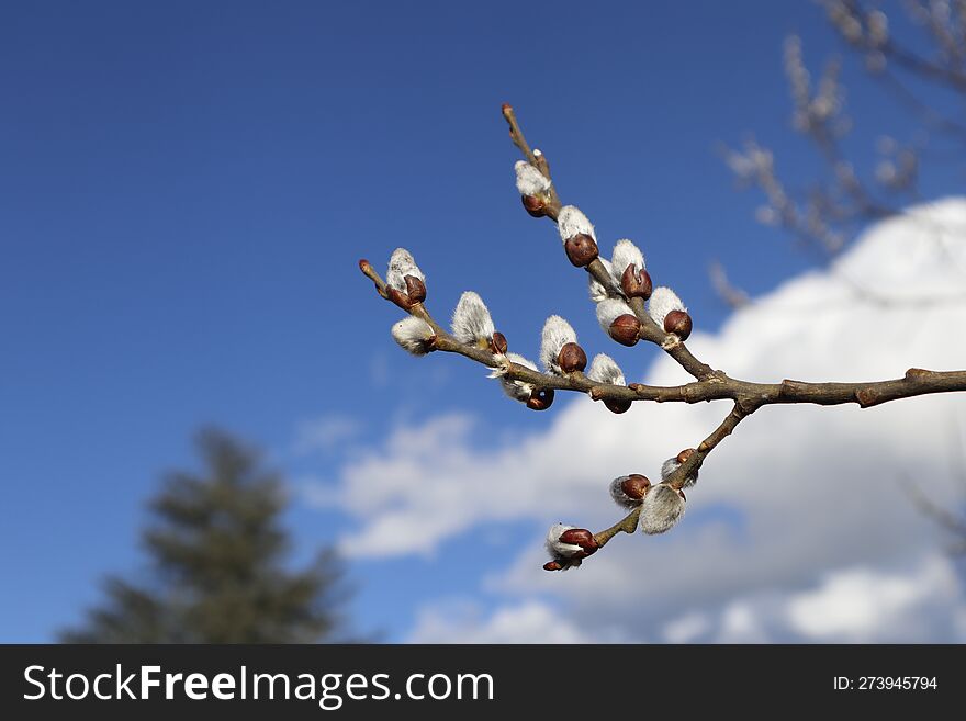 Willow branch on the background of sky, clouds and Christmas tree.A willow branch is one of the symbols of Easter.