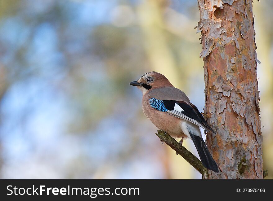 Jay, a beautiful colorful bird perched on a branch