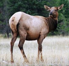 Feme Elk Stock Images