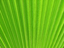 Palm Fan Royalty Free Stock Images
