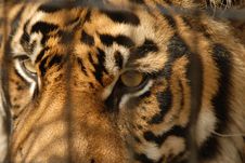Tiger Bars Royalty Free Stock Image