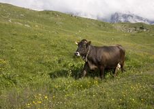 Running Cow On Meadow Royalty Free Stock Photography Running Cow On Meadow Royalty Free Stock Photography