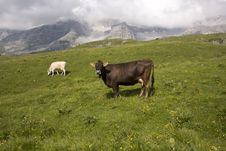 Two Cows On An Alpine Meadow Stock Photos