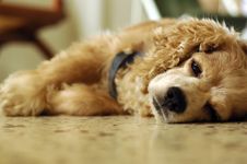 So Sleepy Royalty Free Stock Images