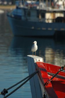 Sea Gull On Boat Prow Stock Photo