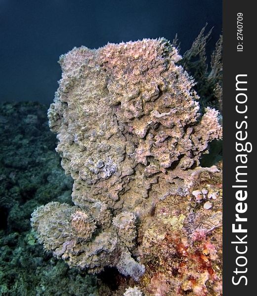 Marine sponges have the least complex body structure of all multi-celled creatures.