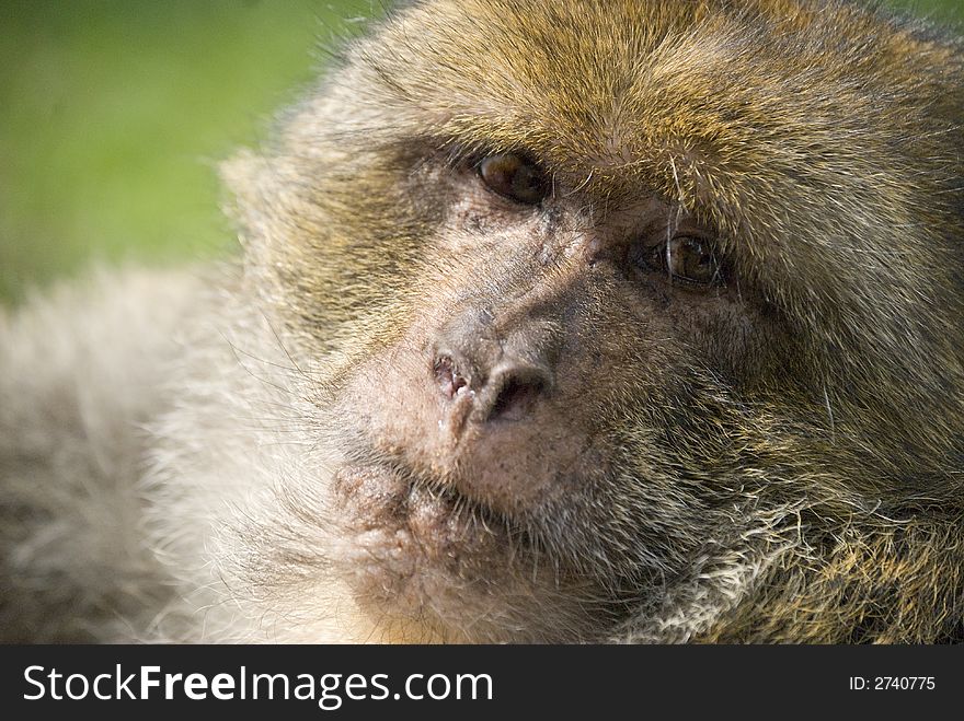 Closeup of a monkey looking interested