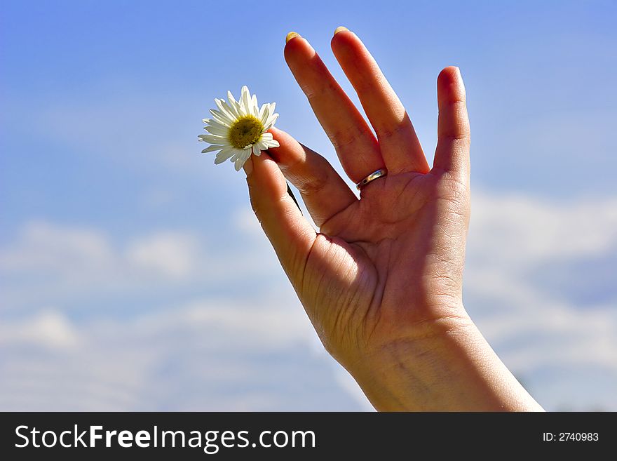 Woman hand, white chamomile and sky as background. Woman hand, white chamomile and sky as background