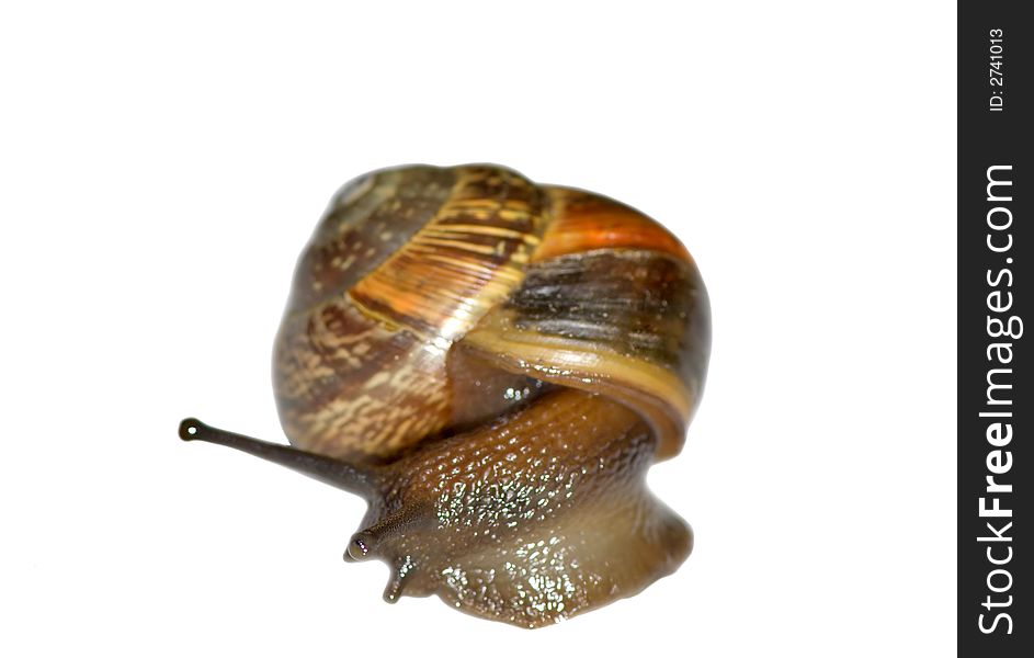 Small snail isolated on the white background. Small snail isolated on the white background