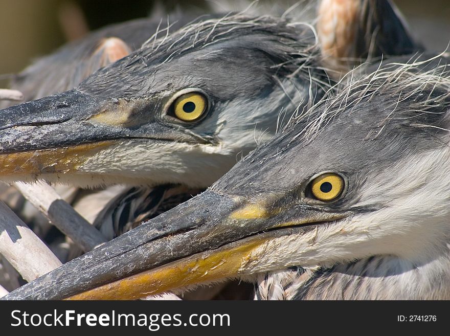 Two nestling of gray heron bird glaring from nest. Two nestling of gray heron bird glaring from nest