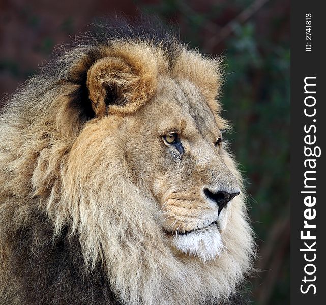 Male lion looking into space for its lost mate. Male lion looking into space for its lost mate