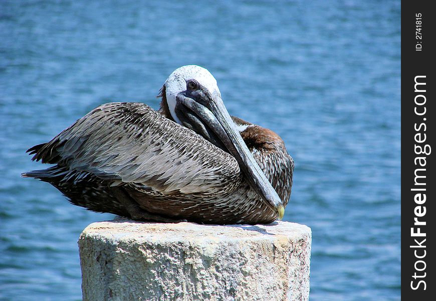 This is a pelican resting on a pole in the water. This is a pelican resting on a pole in the water