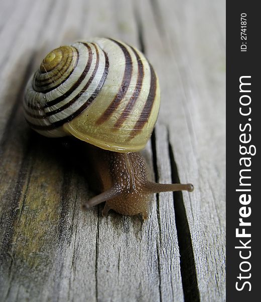 A snail approaches along a split wooden rail. A snail approaches along a split wooden rail.