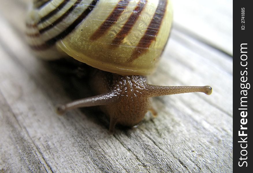 The face of a striped garden snail. The face of a striped garden snail.