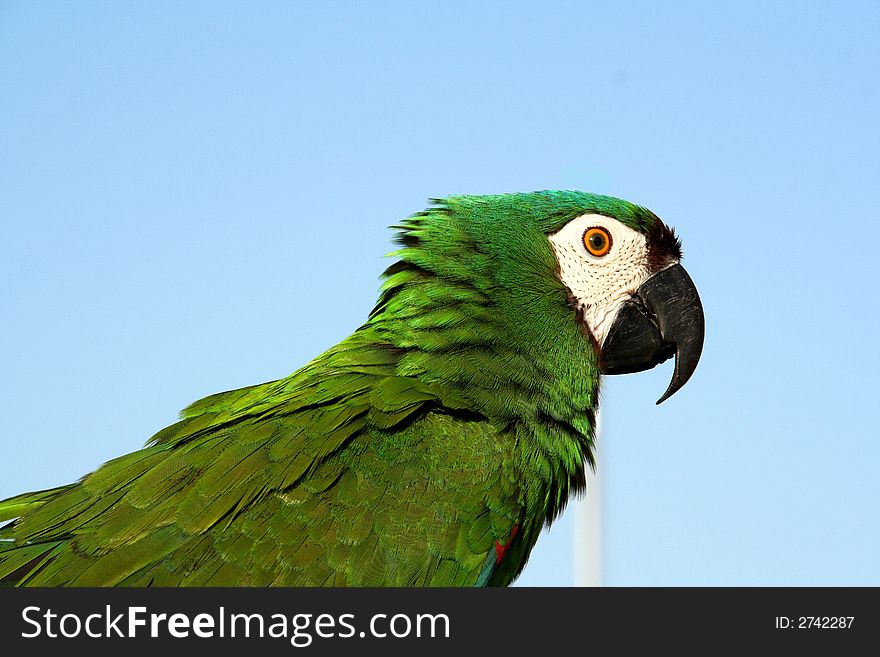 One green parrot looking right. One green parrot looking right