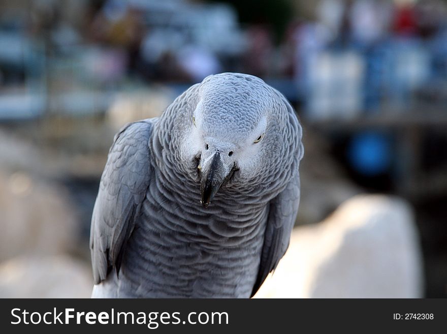 One African grey parrot looking into camera. One African grey parrot looking into camera