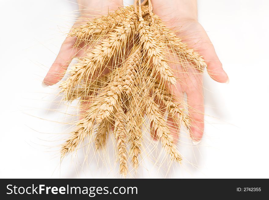 Wheat And Hands