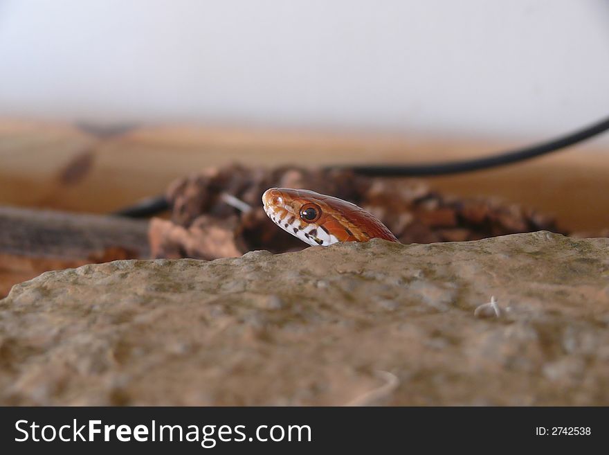 Corn snake just playing 'peekaboo'. Corn snake just playing 'peekaboo'