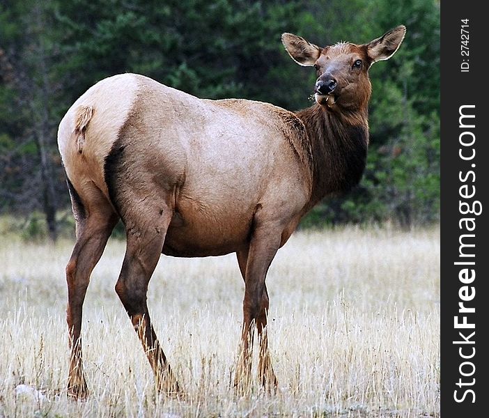 Feme Elk