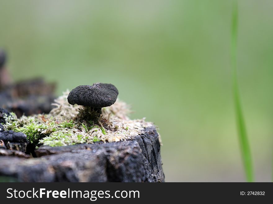 Mushroom and moss at stump. Mushroom and moss at stump.