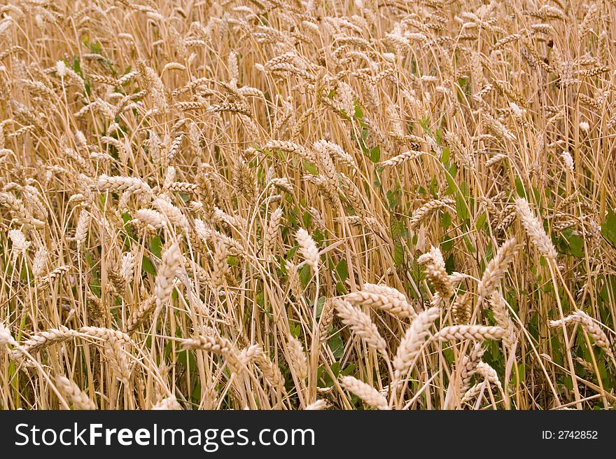 Cereal field in the morning