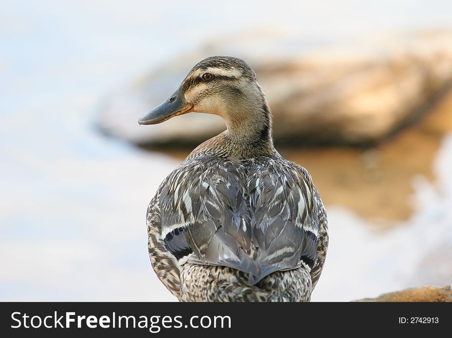 A female mallard duck in profile against lake