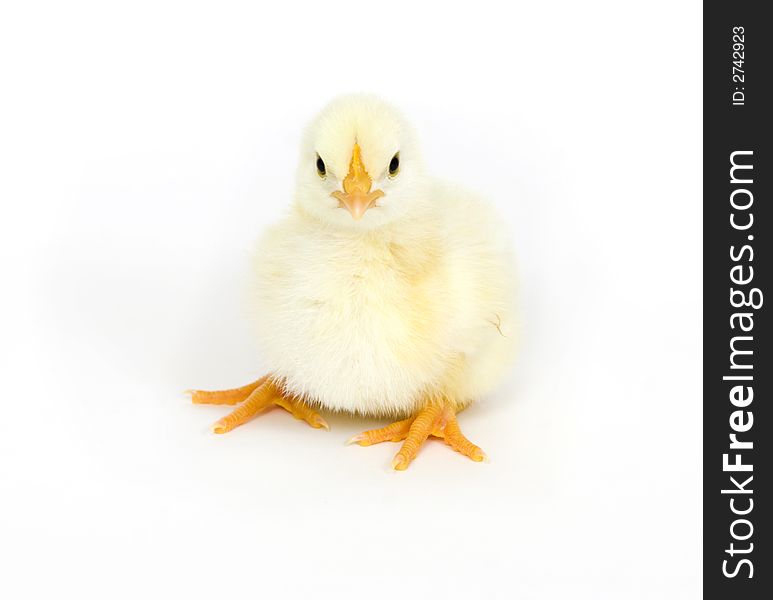 A yellow chick lays down on a white background. A yellow chick lays down on a white background