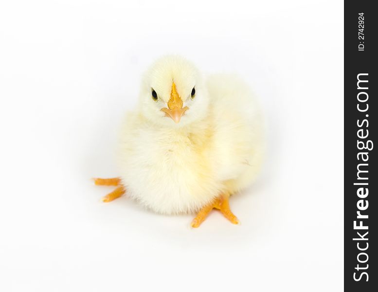 A baby chick sits down and rests on a white background. A baby chick sits down and rests on a white background