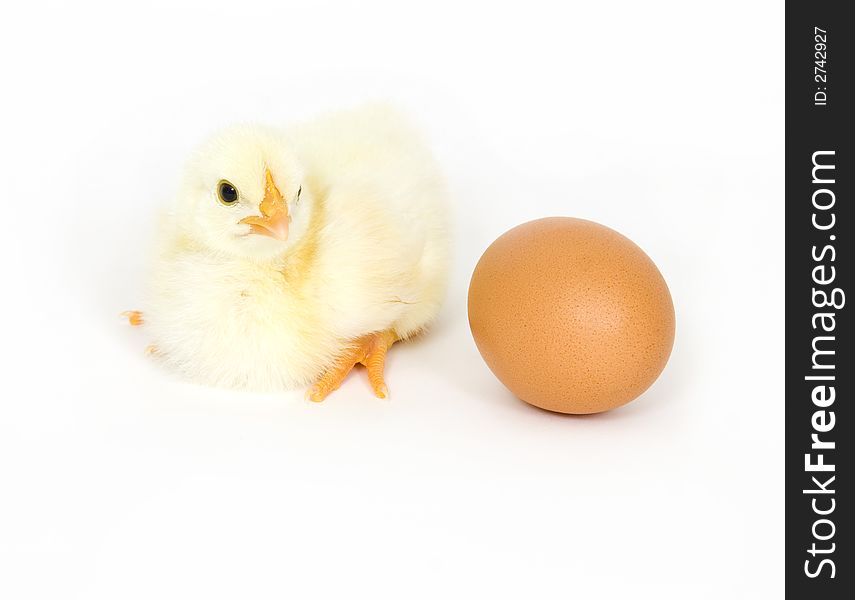 A baby chick sits next to a brown egg on white background. A baby chick sits next to a brown egg on white background