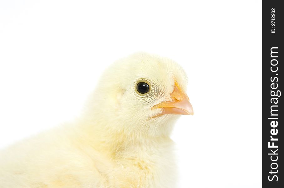 The profile of a baby chick on a white background. The profile of a baby chick on a white background