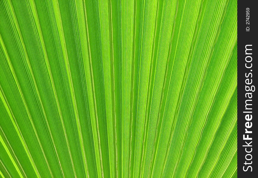 Green Palm Fan close-up