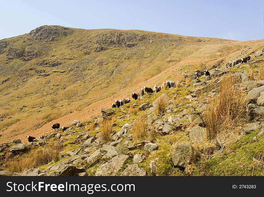 Sheep In The Lake District,UK