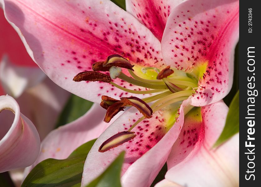 Pink lily macro with shallow depth of field - focus on tip of stamen